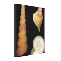 Shell - conquiliología - cáscaras impresion de lienzo