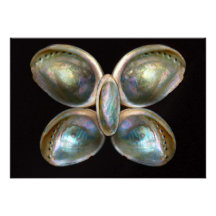 Shell - conquiliología - Devine Pearlescence Comunicado