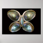 Shell - conquiliología - Devine Pearlescence Poster