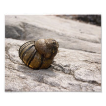 Shell en la impresión fotográfica de la roca 10x8