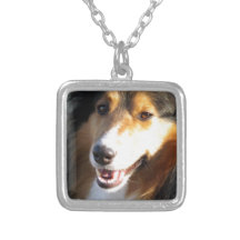 Sheltie Collares