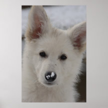 Shepherd white bebé impresiones