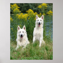 Shepherd whites poster