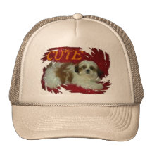 shihtzu, LINDO Gorro