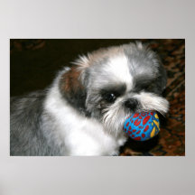 Shihtzu Posters