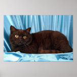 Shorthair británico, chocolate poster