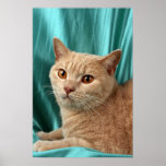 Shorthair británico, crema posters