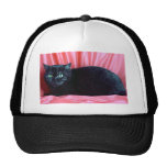 Shorthair británico, humo negro gorro de camionero
