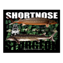 ShortnoseCollage-PCard Tarjetas Postales