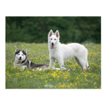 Sibirian Husky and White Shepherd Postkarten
