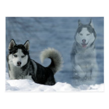 Sibirian Husky Postkarten