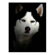 Sibirien Husky Postkarte