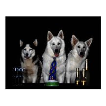 Sibirien Husky White Shepherd Postkarte