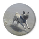 Sid el Puggy en la playa imanes
