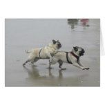 Sid muy y Hemi en la playa del perro, San Diego Tarjeton