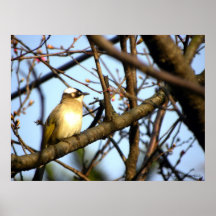 Siempre Look Ahead/pájaro en cerezo floreciente Poster