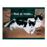 "Siento en casa con usted" la postal de los gatos