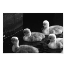 Signets Fotografía
