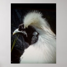 Silkie (el senador) poster