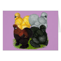 Silkies:  Gallos clasificados Tarjetón