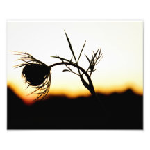 Silueta de la puesta del sol de la flor foto