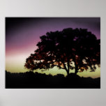 Silueta púrpura de la puesta del sol y del roble poster