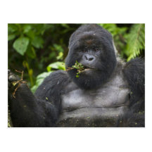 Silverback del gorila y del envejecimiento de mont postal