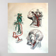 Sistema circulatorio craneal posters