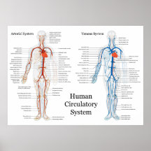 Sistema circulatorio humano de arterias y de venas impresiones