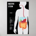 Sistema digestivo impresiones