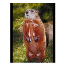 Situación de Groundhog Tarjeta Postal