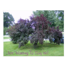 SmokeTree Tarjetas Postales