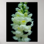 Snapdragon blanco poster