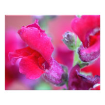 Snapdragons rosado vibrante cojinete