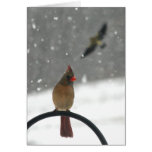 Snowbird II Felicitaciones