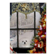 Snowdrop la tarjeta de Navidad maltesa