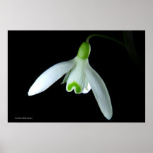 Snowdrop Poster