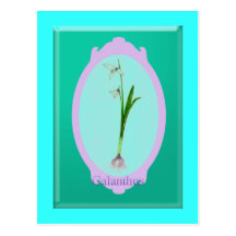 snowdrops " Galanthus " Postales