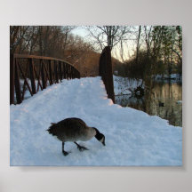 Snowgoose en el puente impresiones