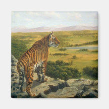 Sobre los tops del árbol, tigre de Bengala Iman De Nevera