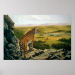 Sobre los tops del árbol, tigre de Bengala Posters