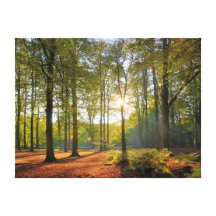 Sol del otoño en el bosque impresión en lona estirada
