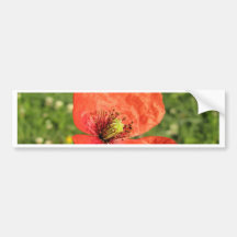 Sola amapola roja en jardín etiqueta de parachoque