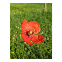 Sola amapola roja en jardín postal