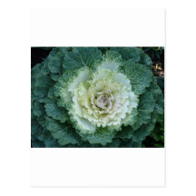 sola col rizada ornamental postales