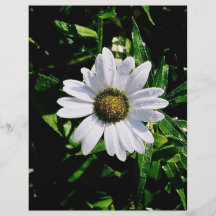 sola flor blanca tarjetas publicitarias
