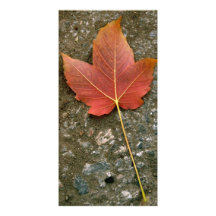 Sola hoja plantilla para tarjeta de foto