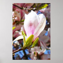 Sola magnolia impresiones