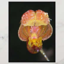sola orquídea anaranjada tarjetón