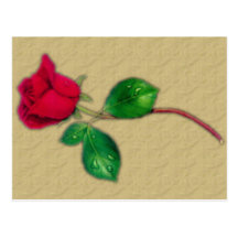 Sola postal del rosa rojo